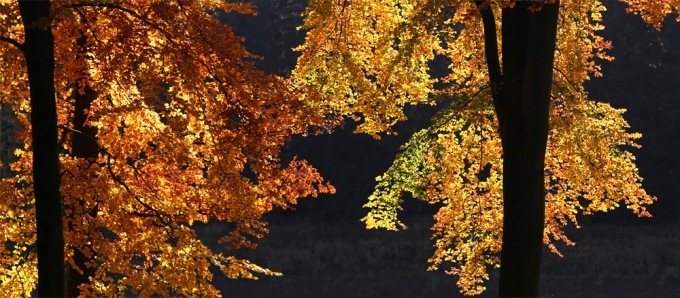 wunderschöne Herbstfarben